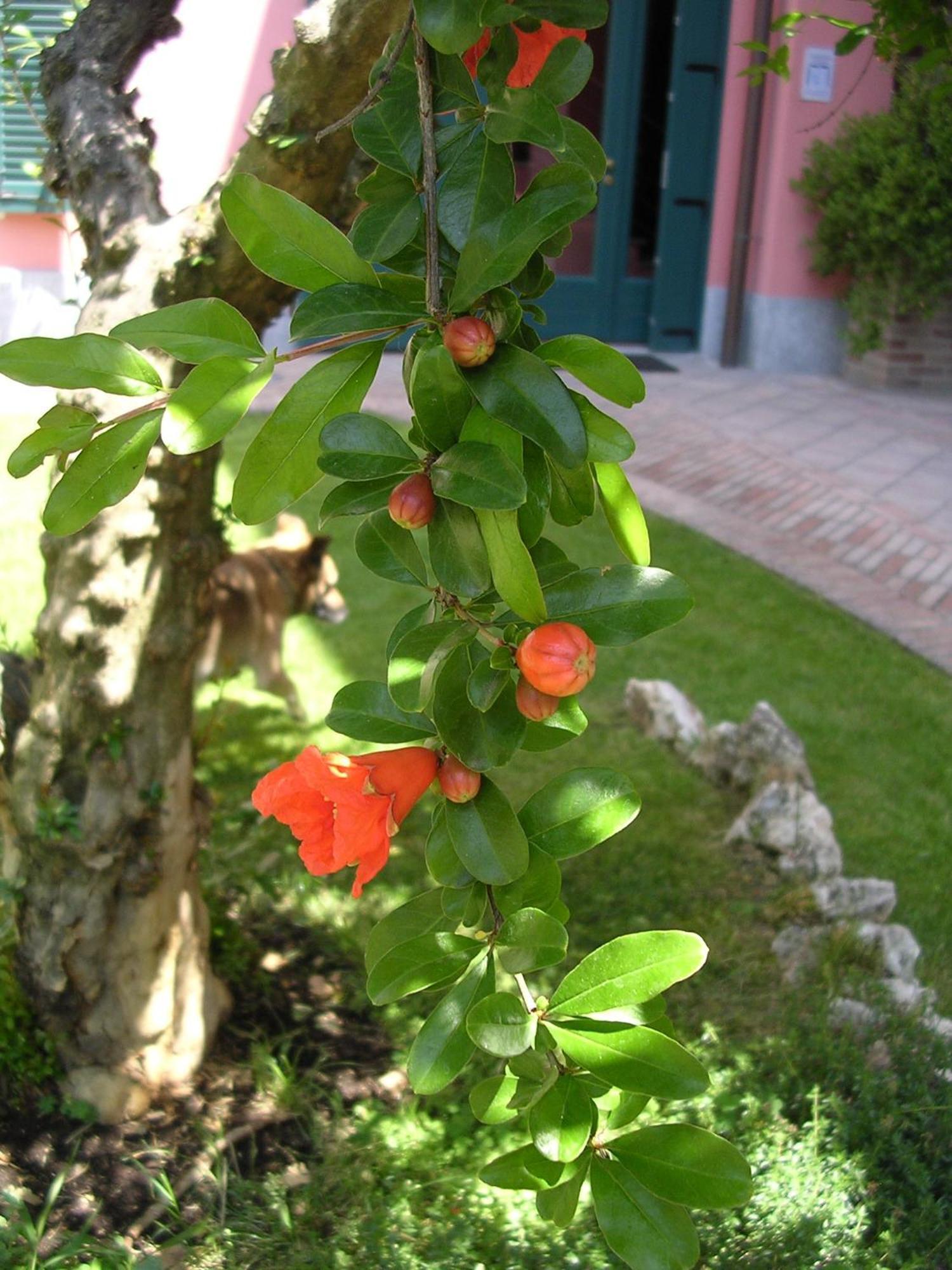 מונקלבו La Locanda Del Melograno מראה חיצוני תמונה