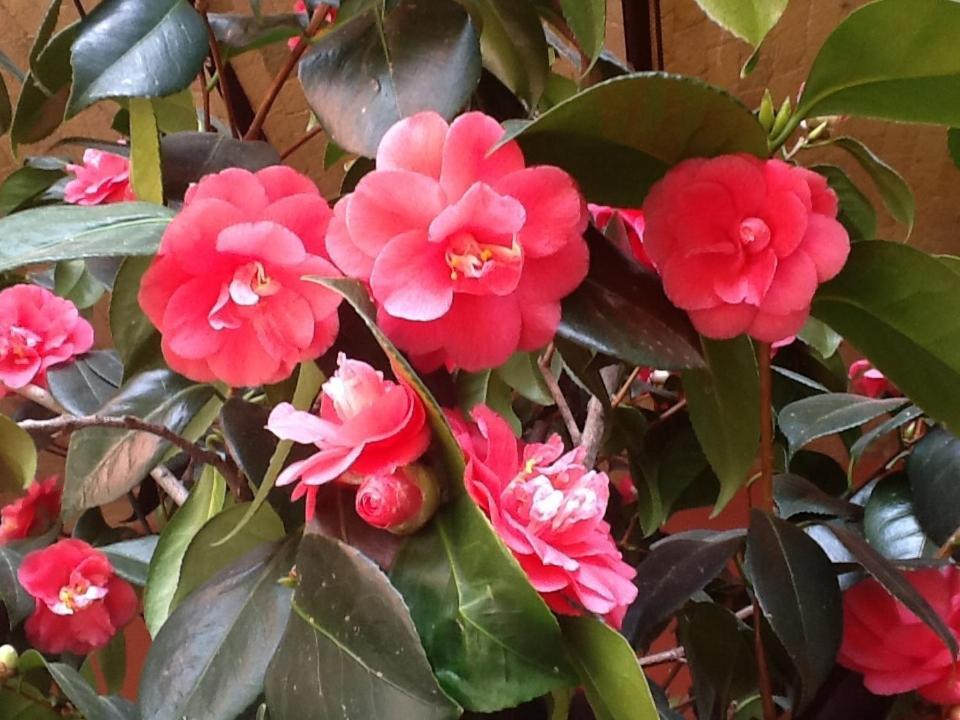 מונקלבו La Locanda Del Melograno מראה חיצוני תמונה